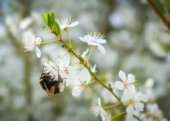 Weinrote Jurte Fuer Geniesser