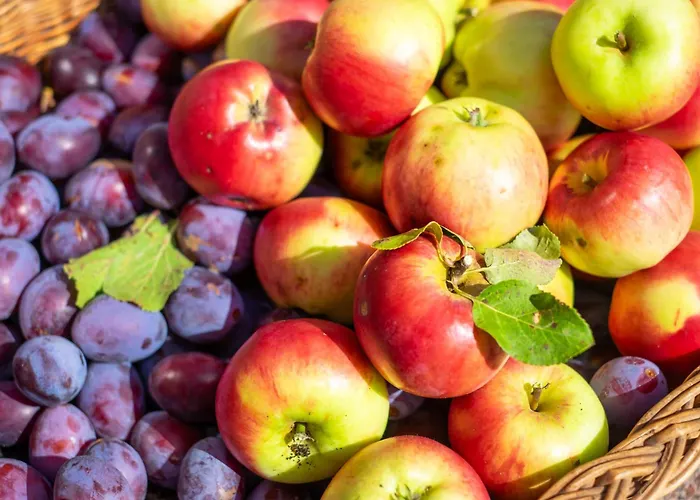 Luxuszelt Weinrote Jurte Fuer Geniesser Babelin